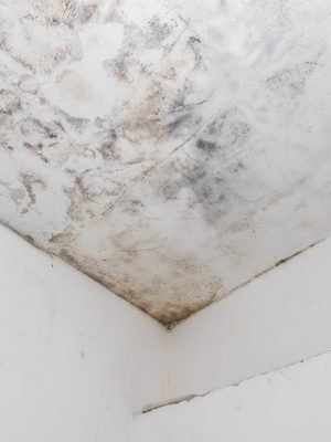 Water and mold  stain on the home ceiling. Concept of condensation, damp, water infiltration, high humidity and respiratory problems.